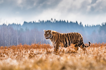 Siberian Tiger running. Beautiful, dynamic and powerful photo of this majestic animal. Set in...