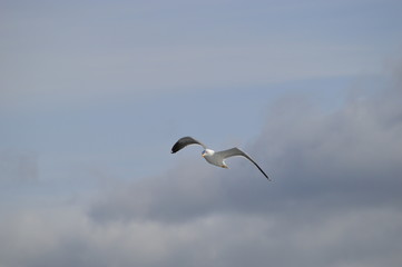 Seagull mid-flight