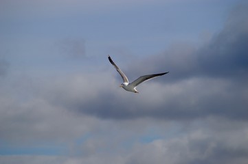 Seagull mid-flight