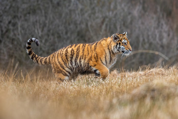 Siberian Tiger running. Beautiful, dynamic and powerful photo of this majestic animal. Set in environment typical for this amazing animal. Birches and meadows
