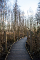pathway in the autumn forest