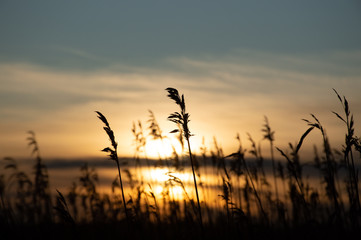 dry grass in the wind in the sunset