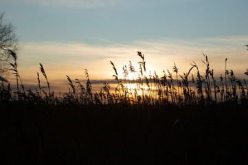 dry grass in the wind in the sunset