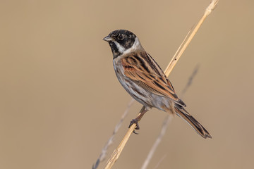 Reed Bunting Perched on Reed
