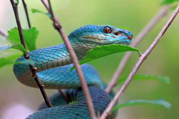 Blue viper snake closeup face, viper snake, blue insularis, Trimeresurus Insularis, animal closeup