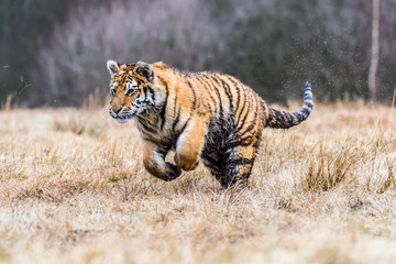 Fototapeta premium Tygrys syberyjski działa. Piękne, dynamiczne i mocne zdjęcie tego majestatycznego zwierzęcia. Osadzone w środowisku typowym dla tego niesamowitego zwierzęcia. Brzozy i łąki