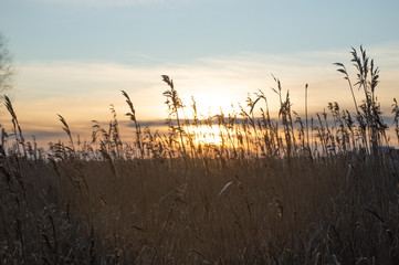 Fototapeta premium dry grass in the wind in the sunset