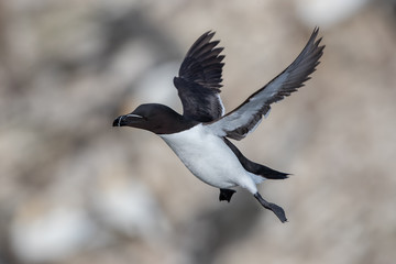 Razorbill Flying