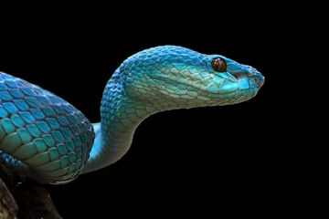 Blaues Viperschlangen-Nahaufnahmegesicht, Viperschlange, blaue Insularis, Trimeresurus Insularis, Tiernahaufnahme © kuritafsheen
