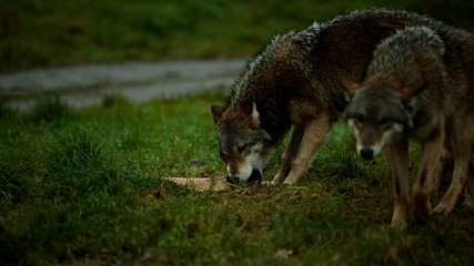 Wolf and bone at Longleat Safari Park