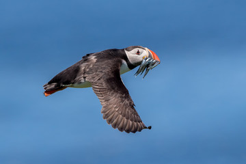 Puffin Flying