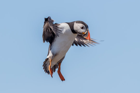 Puffin Flying