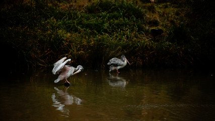Pelicans at Longleat Safari Park