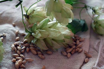 Luppolo e malto ft9109_0350 Hop and malt