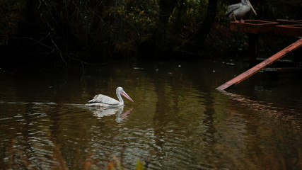 Pelican at longleaf Safari Park