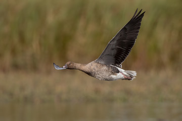Pink Footed Goose