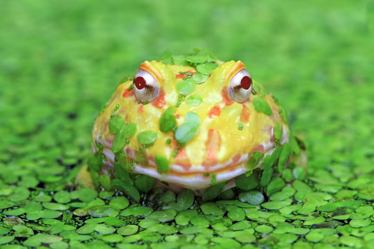 pineapple pacman frog