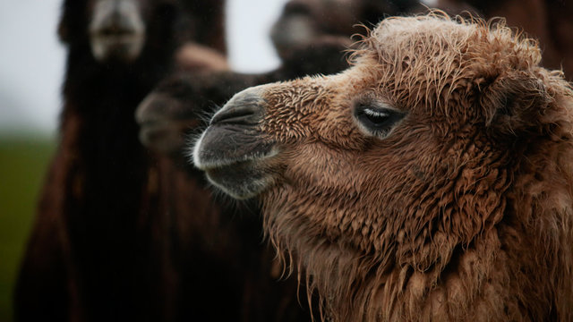 Camel Close Up At Longleat Safari Park