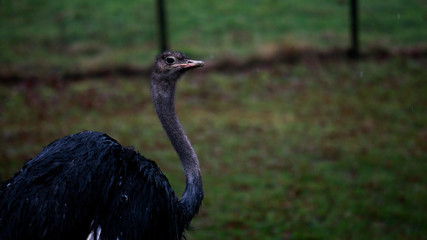 Ostrich at Longleat Safari park
