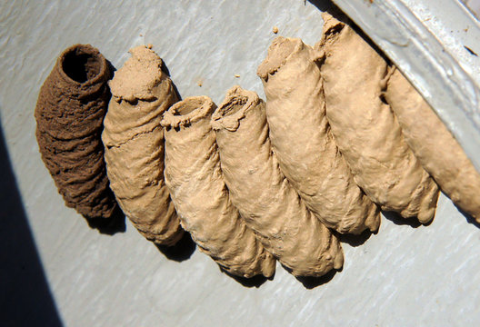 Clay chambers of wild Potter wasp