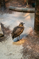 bird standing on sand