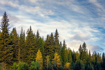 Landscape early autumn fir forest in the Ural mountains.