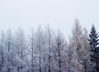 Fototapeta premium snowy winter trees in the forest