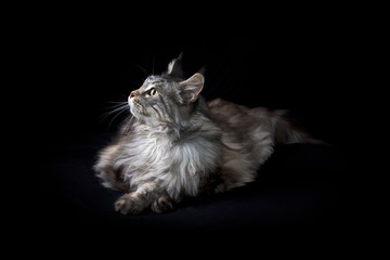 Studio portrait of maine coon cat laying down and looking up at light shining on its face, on black...