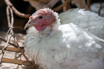 Turkey on a farm