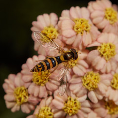 hoverfly on beautiful yarrow flower