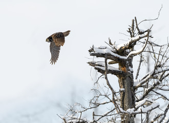 Northern Hawk Owl in Flight against Winter Trees Covered in Snow