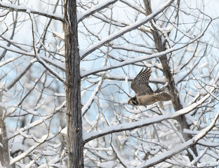 Northern Hawk Owl in Flight against Winter Trees Covered in Snow