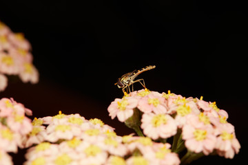 hoverfly on beautiful yarrow flower