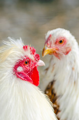 Close-up portrait of a rooster on a chicken farm