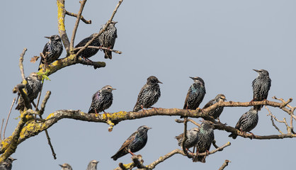 Starlings perched (Sturnus vulgaris), Greece