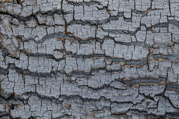 bark