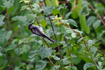 Long-tailed Tit (Aegithalos caudatus), Greece