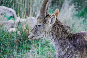 portrail of sick mountain goat with scabies