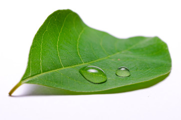 green leaf with water drops isolated on white background