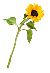Yellow decorative sunflower