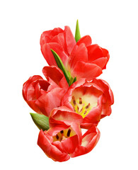 Red tulips in a floral spring arrangement