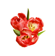 Red tulips in a floral spring arrangement