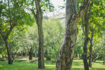 trees in the park