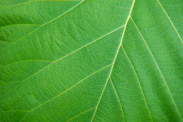 macro of green leaf