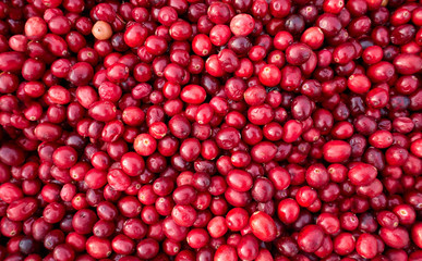 Ripe fresh cranberries as natural, food, berries background