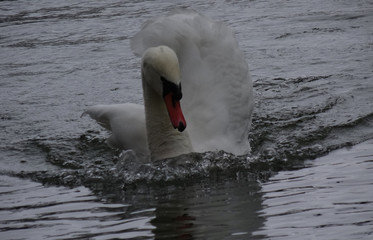 Majestätischer weißer Schwan mit gehobenen Flügel auf dem Wasser