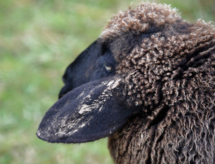 Kopf eines schwarzen Schafes, dass in die ferne blickt (nah) / Black sheep in close up