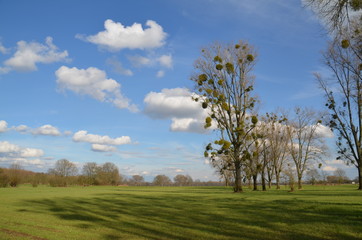Green trees in a field on blue sky