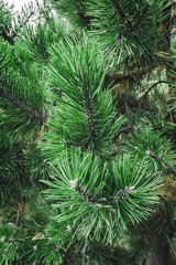 Fototapeta na wymiar Fir-tree green branches as a perfect holiday decoration