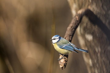 Blue Tit, Parus caeruleus, sits on a branch in the spring forest in Norway
